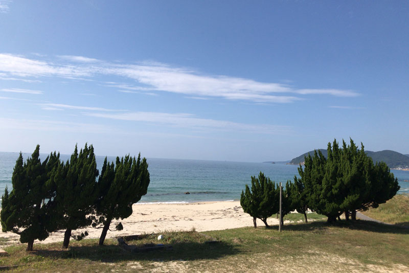 木と砂浜